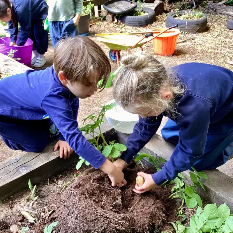 Reception Growing Potatoes in Forest School