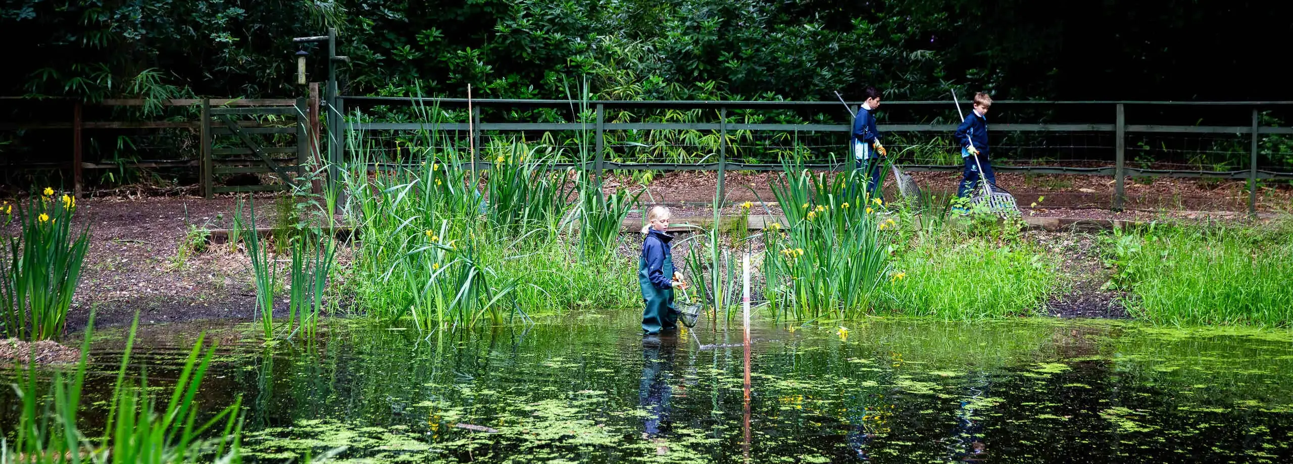 Students pond-dipping