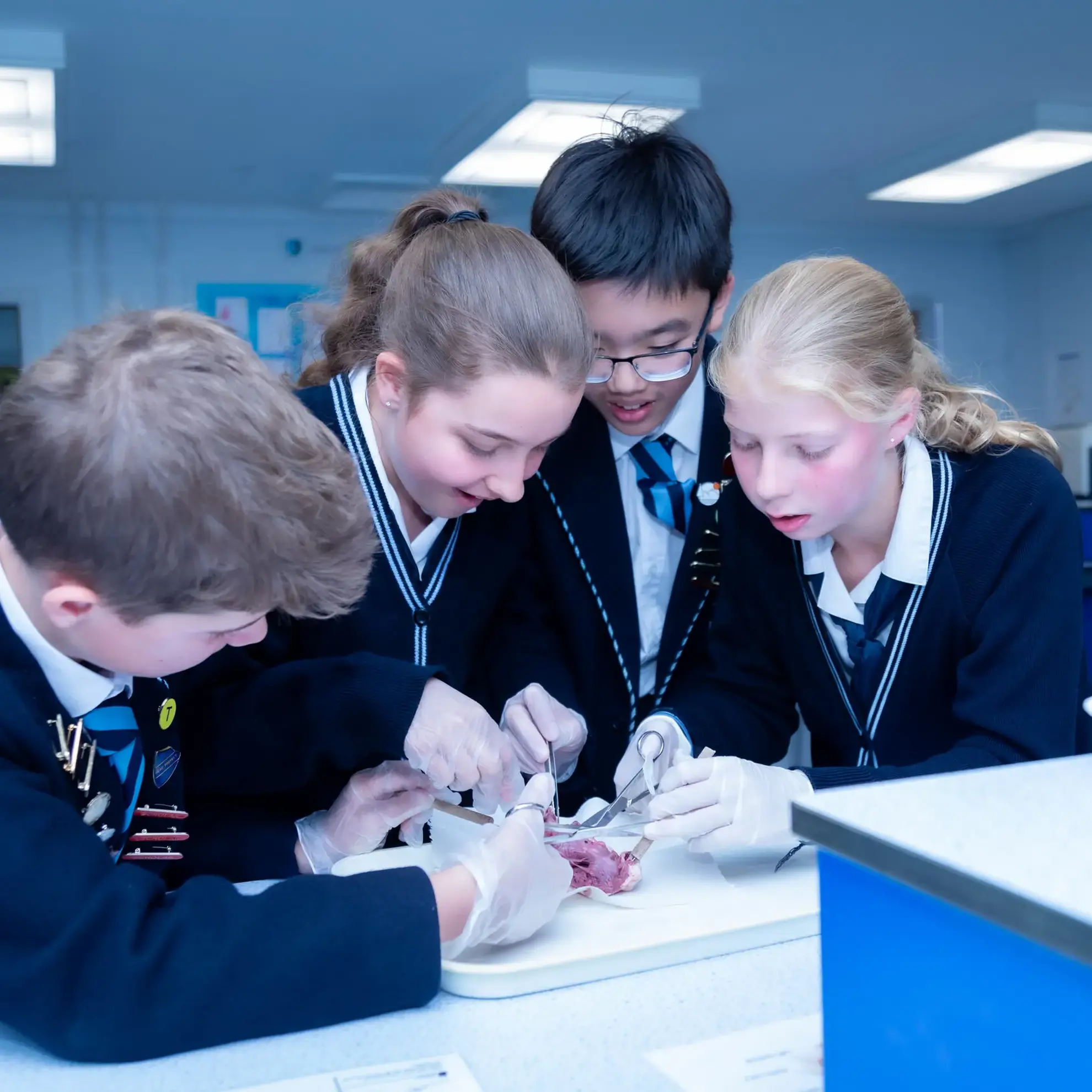 Students participating in a dissection
